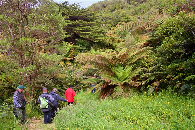 ChathamIs Waitangi 1137 m Broad Leaf Forest